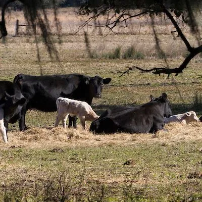 thumbnail for publication: Additional Nutritional Considerations for Preconditioning Beef Calves